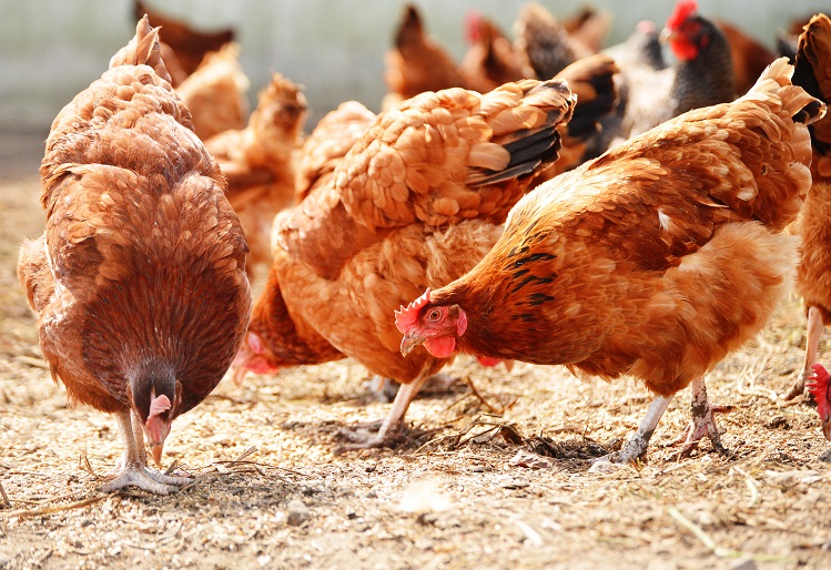 Poultry health