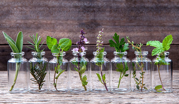 Plant extracts in animal nutrition