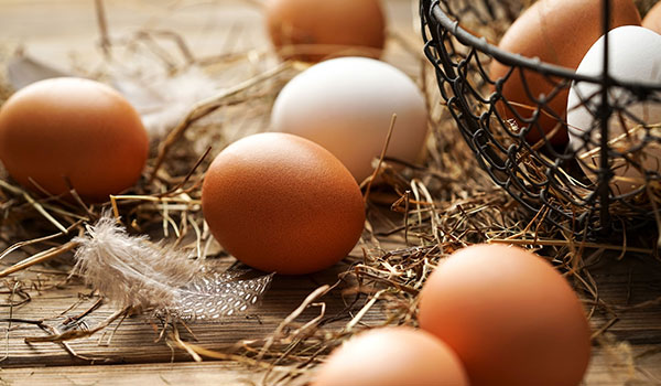 Bone and eggshell