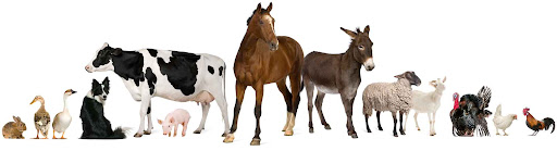 Pet Nutrition Theme